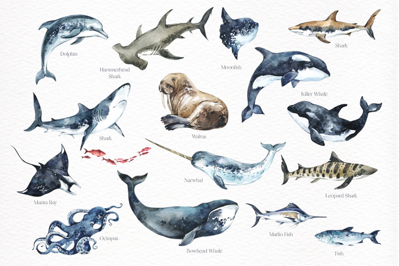 quot-ocean-wildlife-quot-32-watercolor-animals-png-clipart