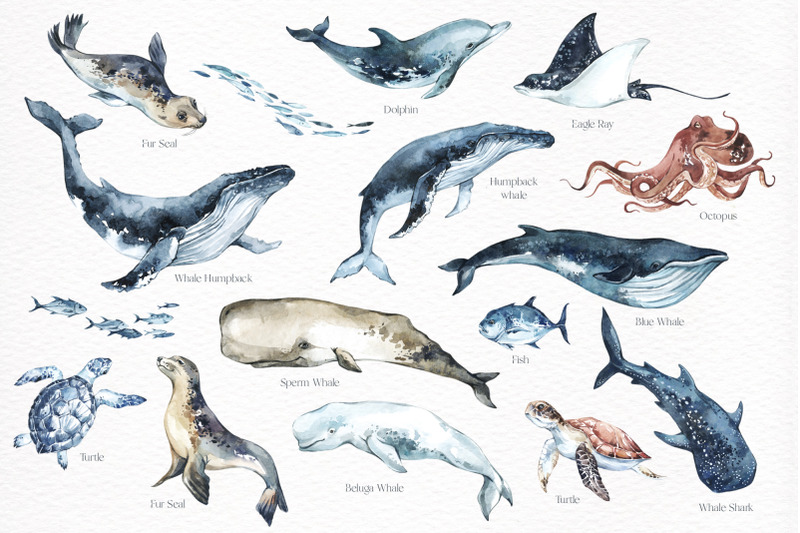 quot-ocean-wildlife-quot-32-watercolor-animals-png-clipart