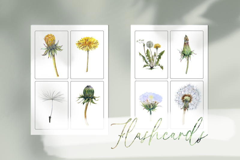 watercolor-dandelion-life-cycle-set