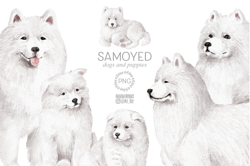 samoyed-dogs-clipart-bundle