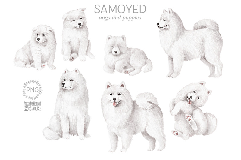 samoyed-dogs-clipart-bundle