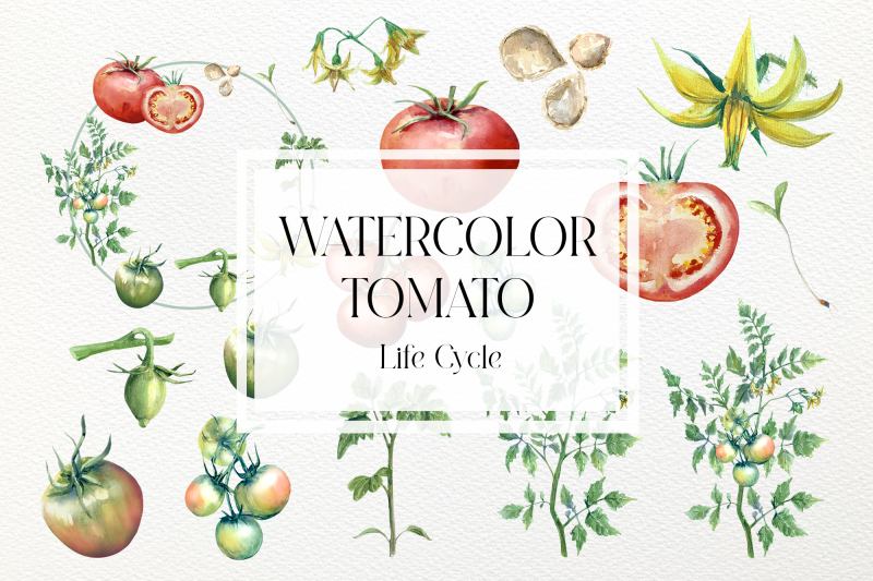watercolor-tomato-life-cycle-set