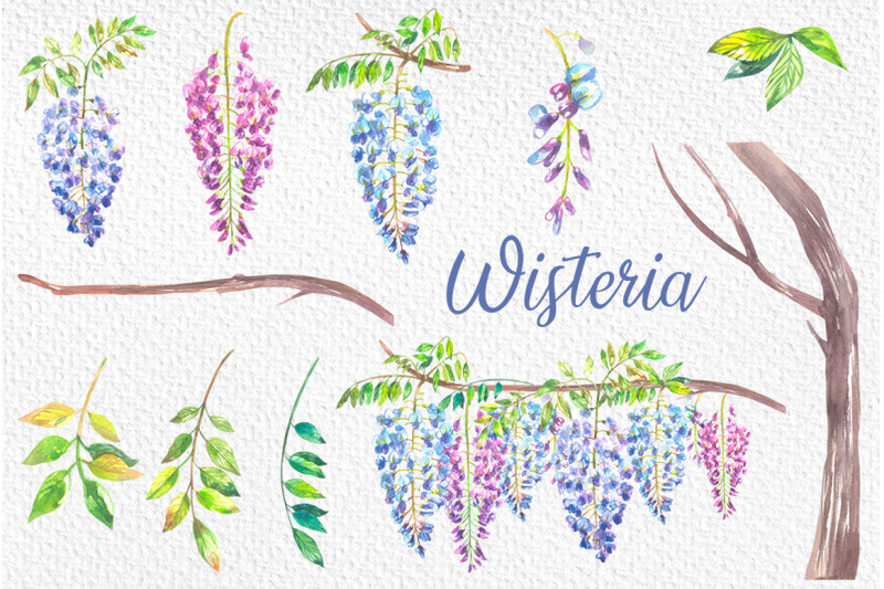 wisteria-watercolor-flowers