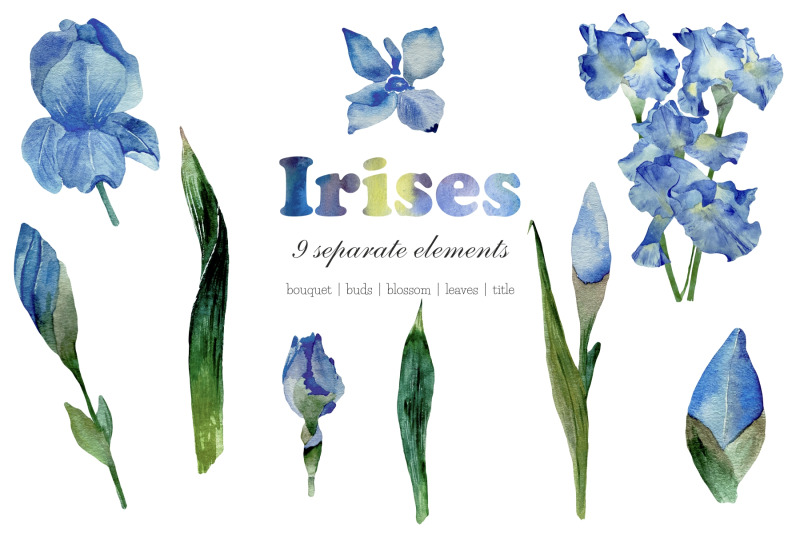 watercolor-illustration-of-blue-irises-floral-clipart-png