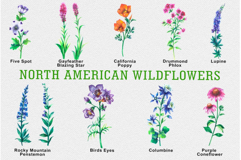 north-american-wildflowers