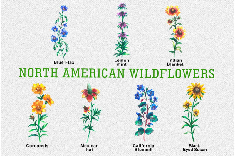 north-american-wildflowers