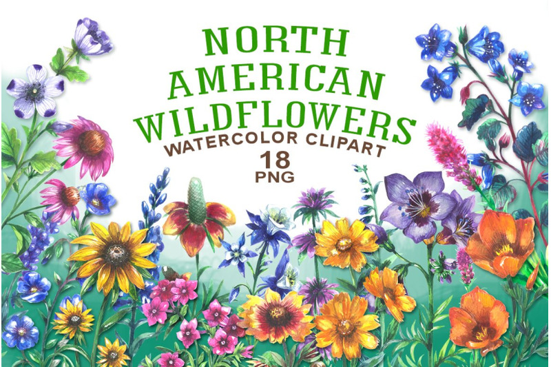 north-american-wildflowers