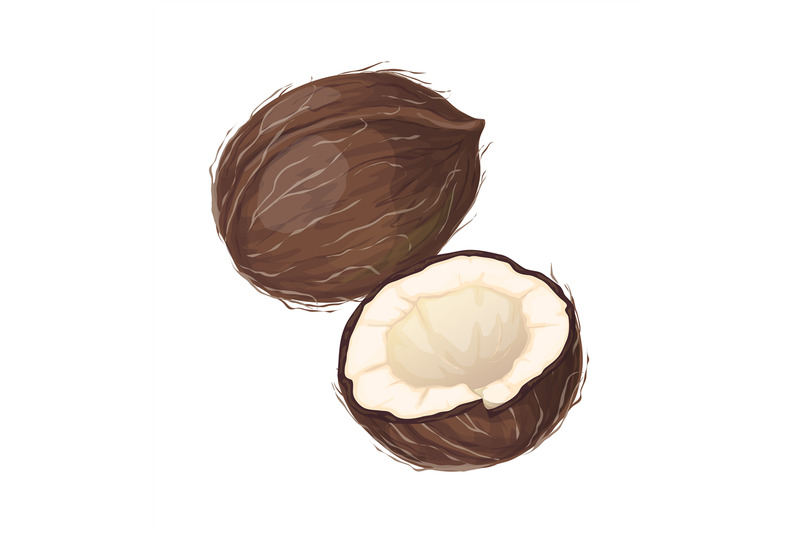 cartoon-coconut-whole-and-half-chopped-nuts-isolated-detailed-produc