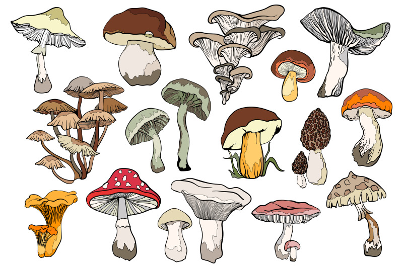 mushrooms-vector-clipart