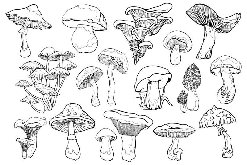 mushrooms-vector-clipart