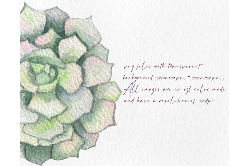 watercolor-succulent-cactus-clipart-watercolor-flowers-floral-png