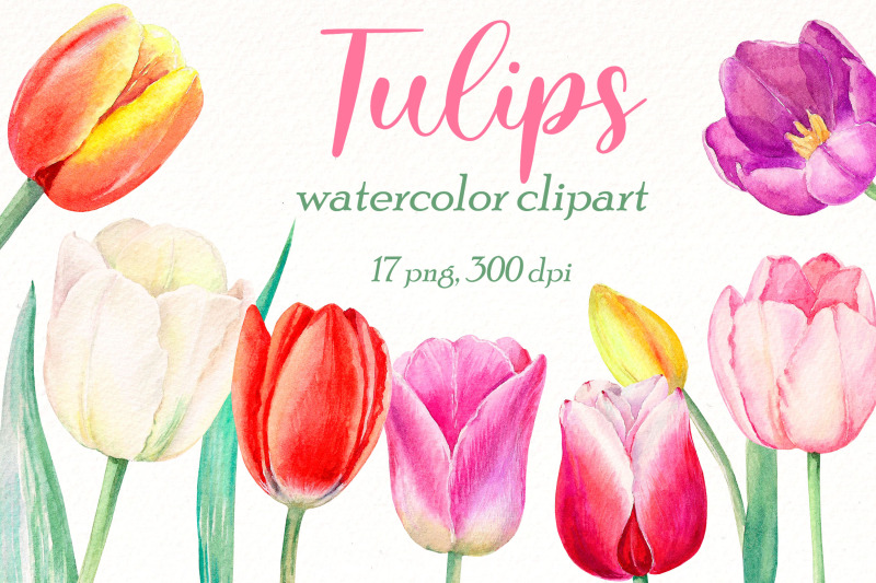 watercolor-tulips-clipart-bundle-spring-flower-floral-png