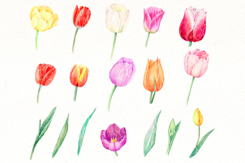 watercolor-tulips-clipart-bundle-spring-flower-floral-png