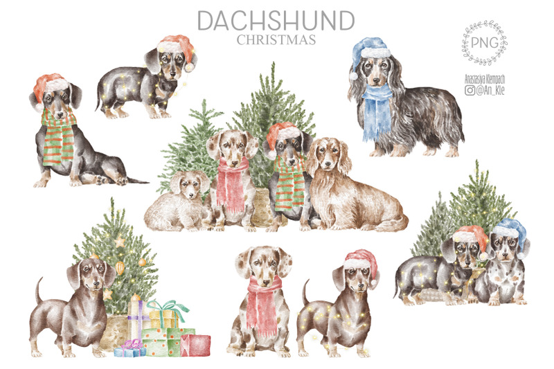 dachshund-dogs-and-puppies