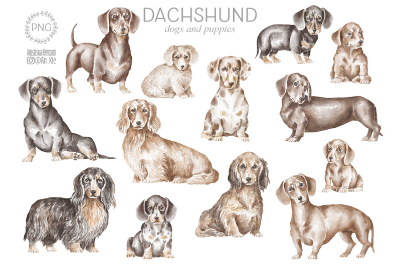 dachshund-dogs-and-puppies