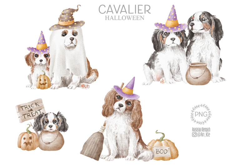 cavalier-king-charles-spaniel