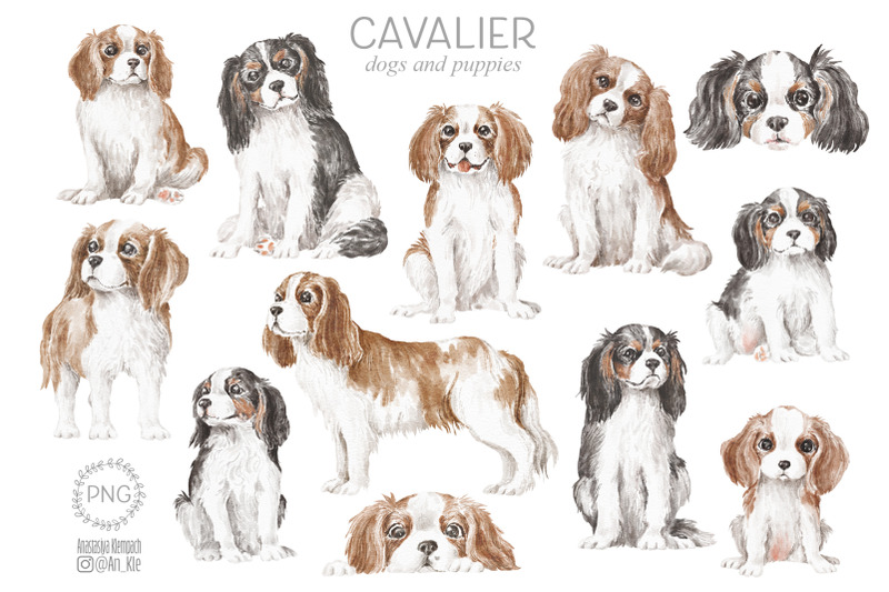 cavalier-king-charles-spaniel