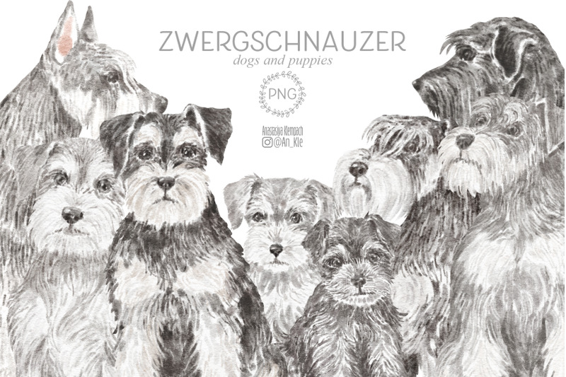 miniature-schnauzer-dog-clipart