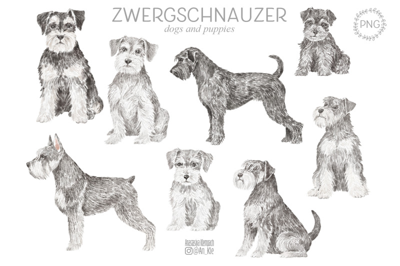miniature-schnauzer-dog-clipart
