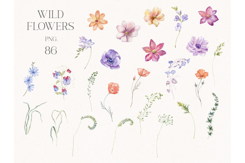 world-of-butterflies-amp-wild-flowers