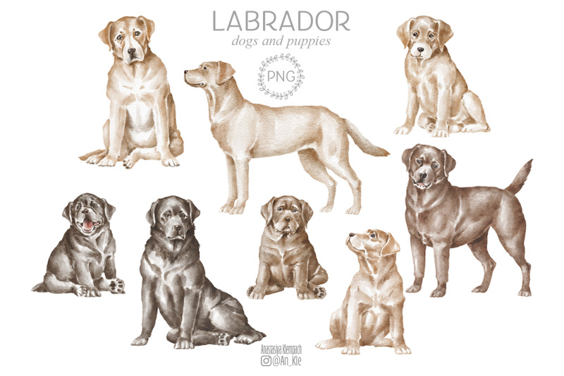 labrador-dogs-and-puppies