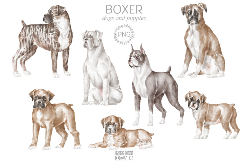 boxer-dogs