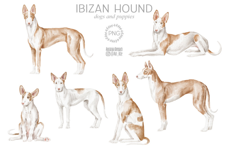 ibizan-hound-dogs-clipart