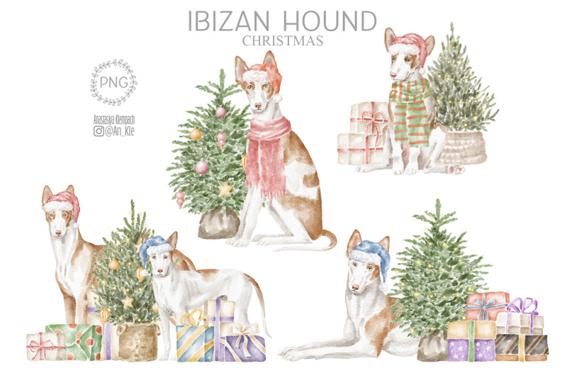 ibizan-hound-dogs-clipart