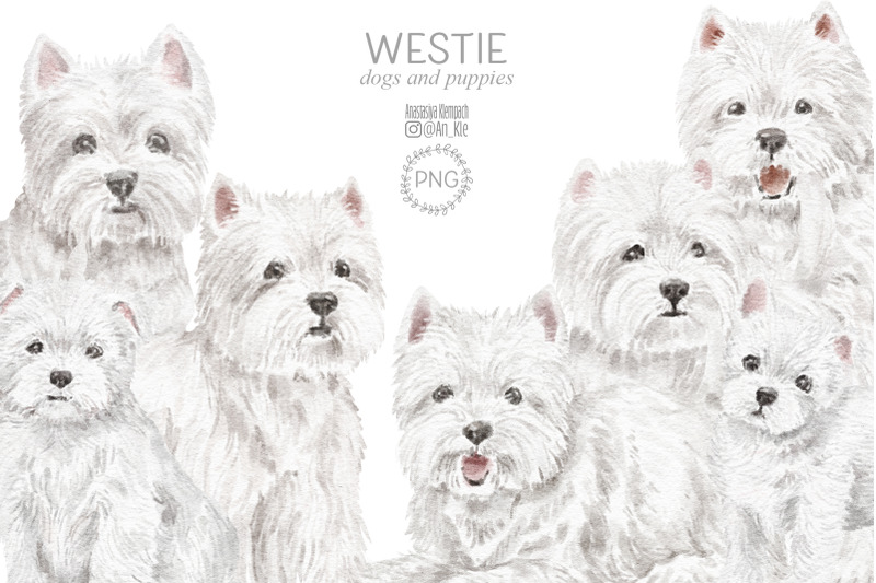 westie-dogs-and-puppies