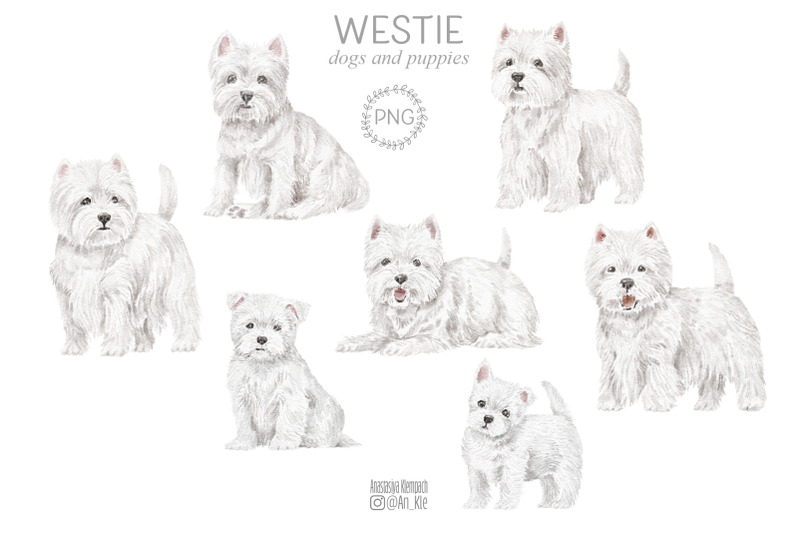 westie-dogs-and-puppies