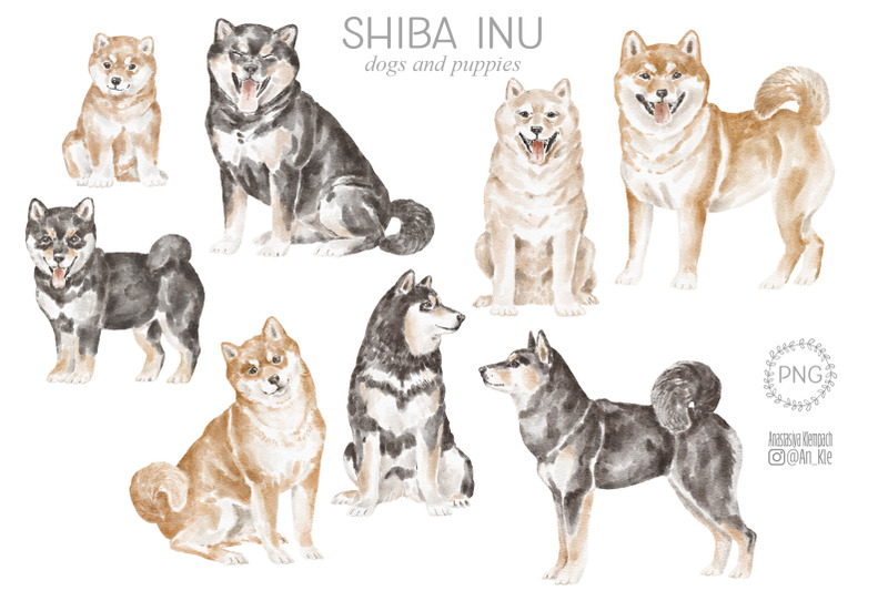 shiba-inu-dogs-bundle