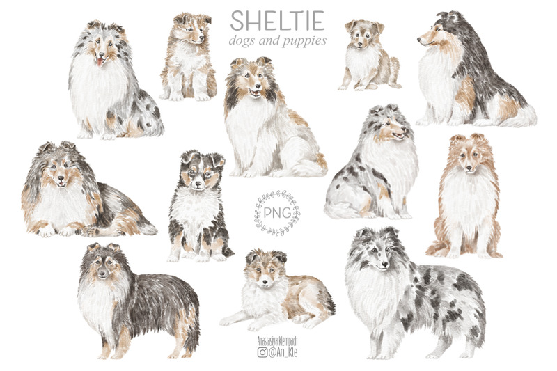 sheltie-dogs-clipart-bundle