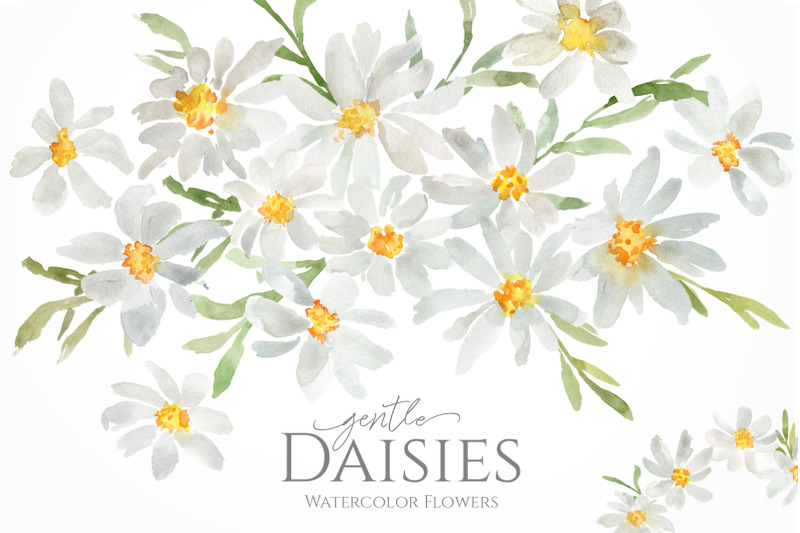 watercolor-daisies-flowers-png