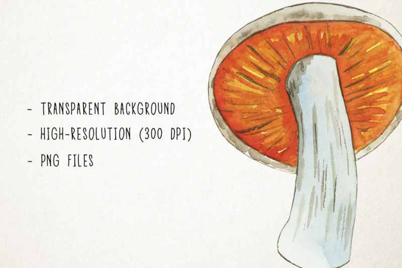 watercolor-mushrooms-clipart-mushrooms-graphics-fungi-clipart-forest