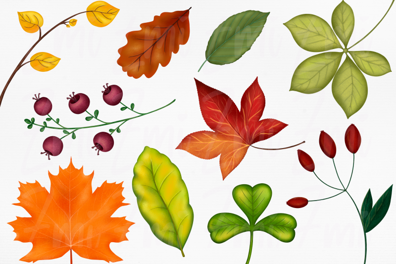 fall-leaves-clipart-illustration