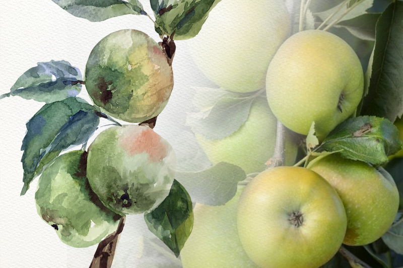 watercolor-apple-life-cycle-and-clip-arts
