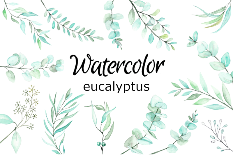 eucalyptus-watercolor-clipart