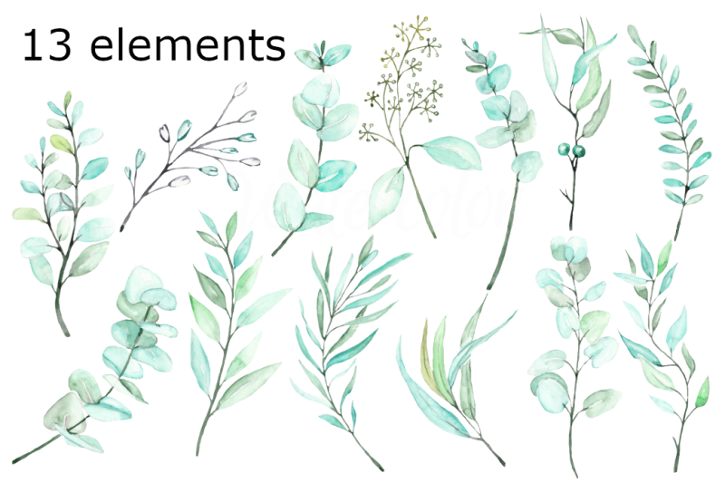 eucalyptus-watercolor-clipart