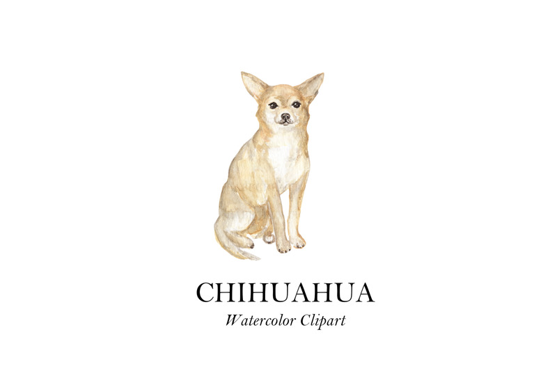 chihuahua-watercolor-dog-illustration-clip-art-png-commercial-use