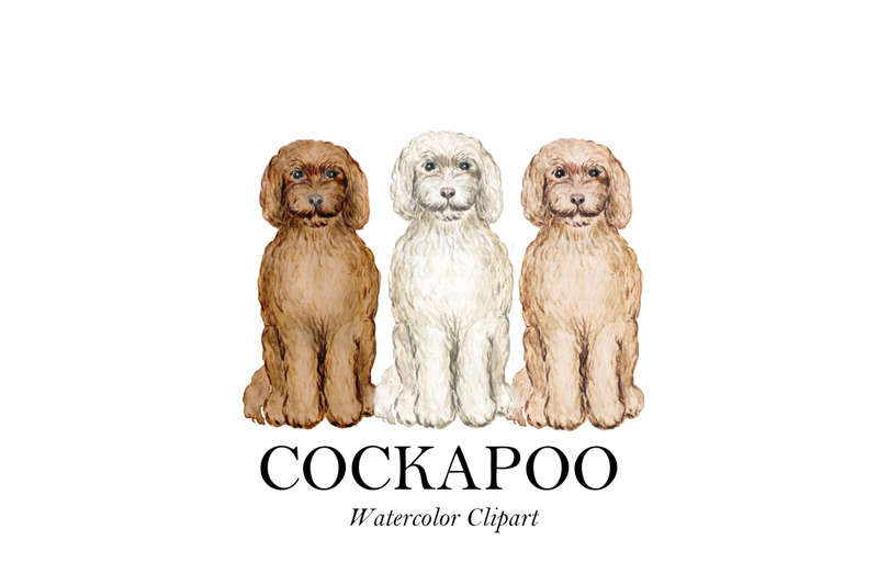 cockapoo-watercolor-dog-illustration-clip-art-cockapoo-cream-apricot-c