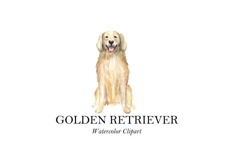 golden-retriever-watercolor-dog-illustration-clip-art