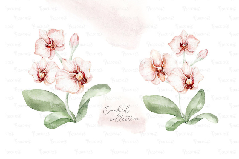 orchid-watercolor-clipart-png-border-frames-and-elements