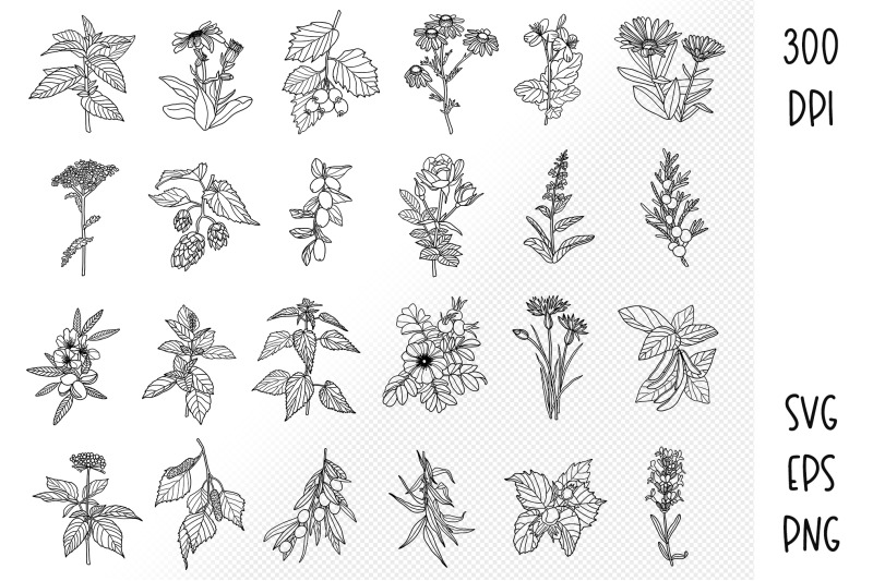 wildflower-svg-24-line-art-flowers-and-plants-clipart