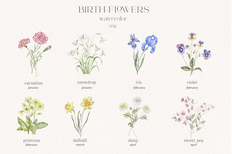 birth-flowers-watercolor-amp-line-art