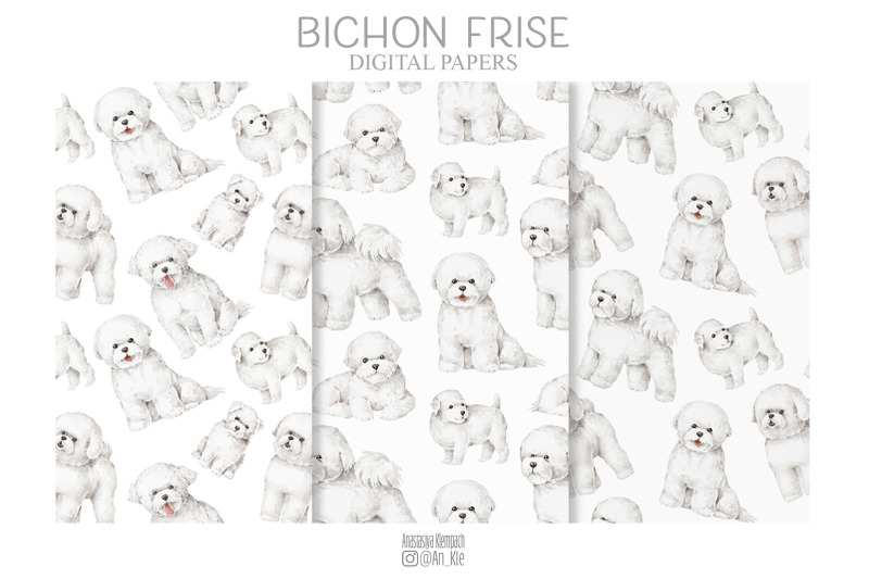 bichon-frise-dogs