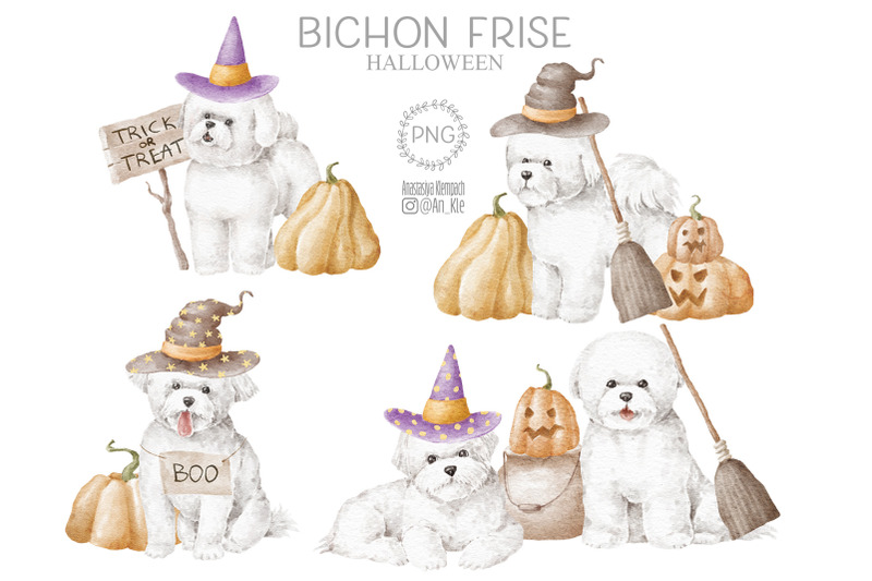 bichon-frise-dogs