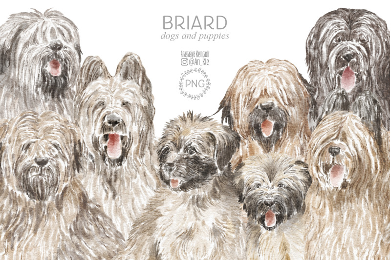 briard-dogs