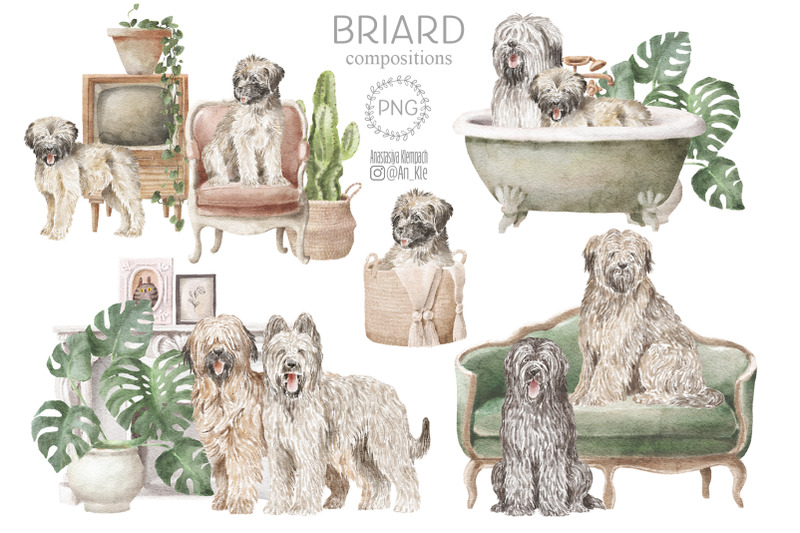 briard-dogs