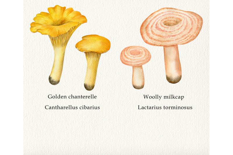 watercolor-mushrooms-big-and-small-clipart-png