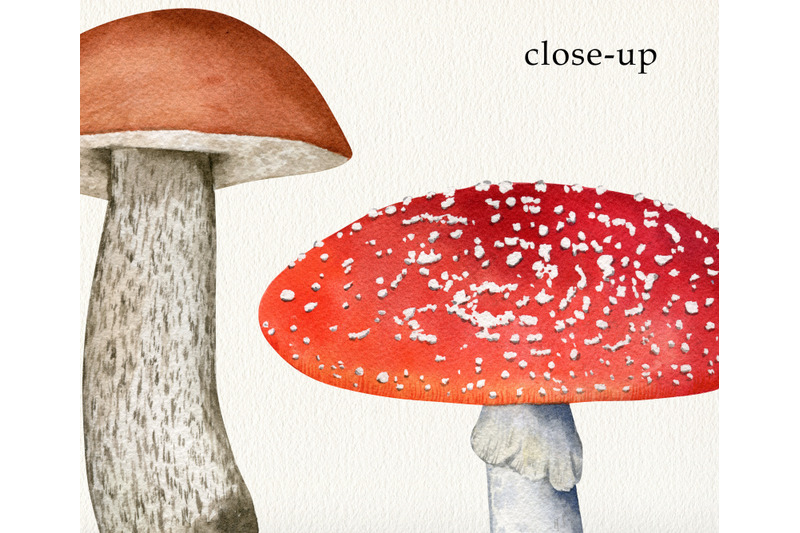 watercolor-mushrooms-big-and-small-clipart-png